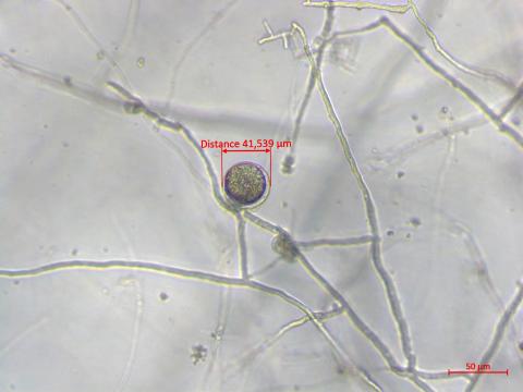 Phytophthora_sojae_3