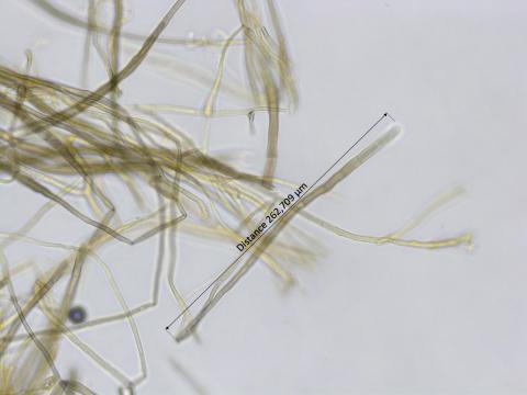Pyrenophora_sp_3