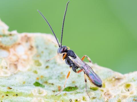 Diadegma insulare