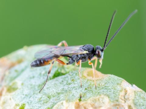 Diadegma insulare