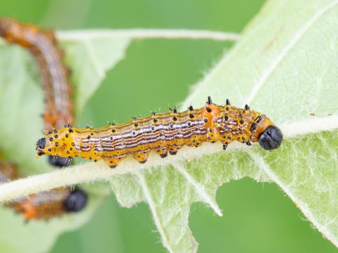 Chenille à bosse rouge (Schizura concinna)