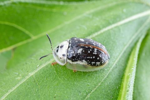 Macrosaccus morrisella