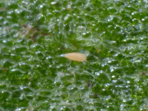 Aculops lycopersici