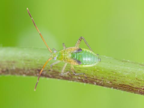 Capside de la luzerne (Adelphocoris lineolatus)