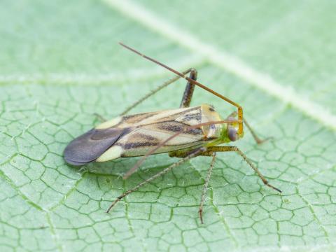 Capside de la luzerne (Adelphocoris lineolatus)