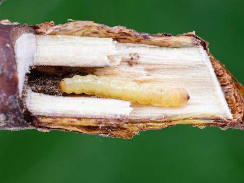 Agrile des gadelliers (Agrilus ribesi)