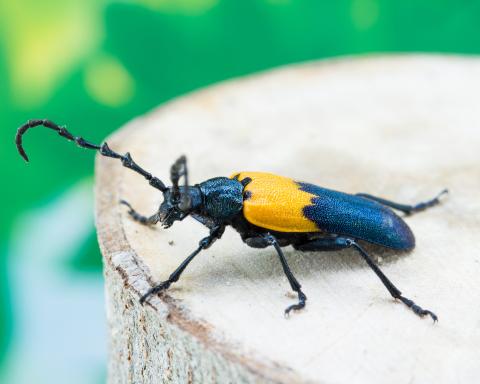 Desmocère à manteau (Desmocerus palliatus)