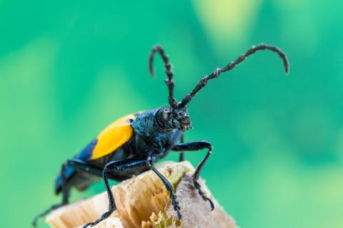 Desmocère à manteau (Desmocerus palliatus)