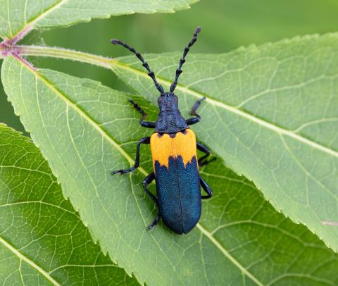 Desmocère à manteau (Desmocerus palliatus)