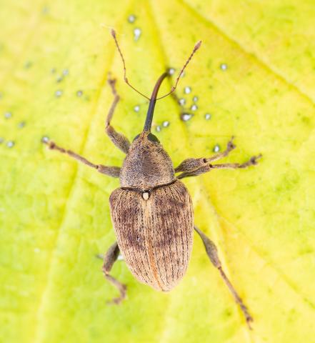 Charançon des noisetiers (Curculio obtusus)