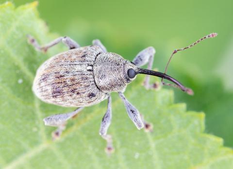 Charançon des noisetiers (Curculio obtusus)