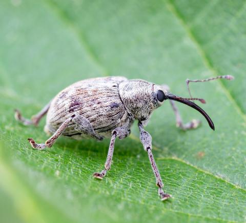 Charançon des noisetiers (Curculio obtusus)