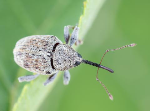 Charançon des noisetiers (Curculio obtusus)