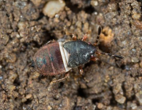Punaise velue (Blissus leucopterus hirtus)