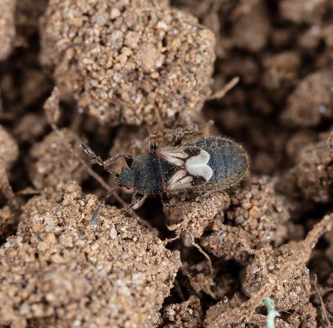 Punaise velue (Blissus leucopterus hirtus)