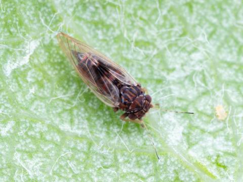 Psylle du poirier (Cacopsylla pyricola)