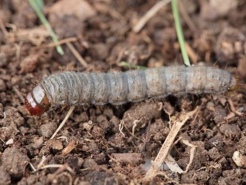 Ver-gris vitreux (Apamea devastator)