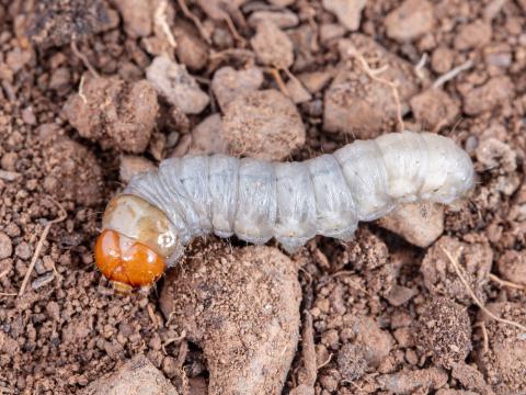 Agrile des gadelliers (Agrilus ribesi)