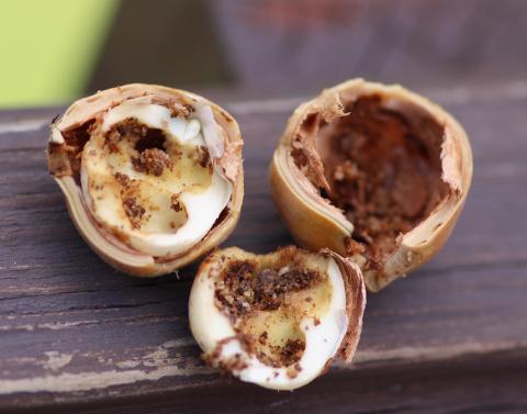 Charançon des noisetiers (Curculio obtusus)