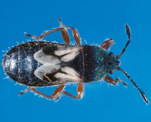 Punaise velue (Blissus leucopterus hirtus)